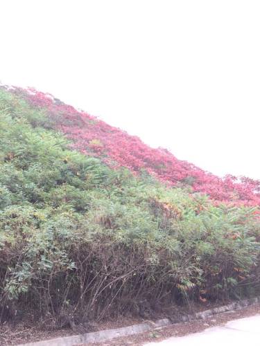 新城森林公园旅行图片