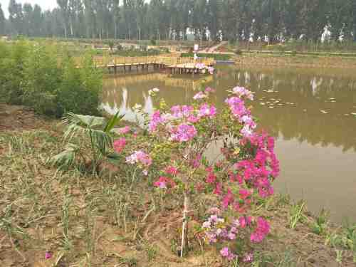 雄关御道·古淀梨湾旅行图片