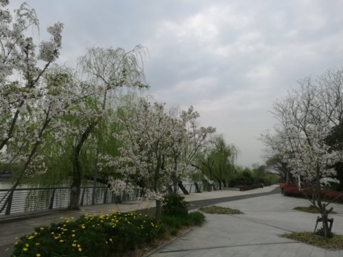 槐树公园旅行图片