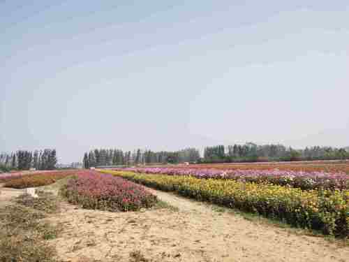 花田小镇旅行图片