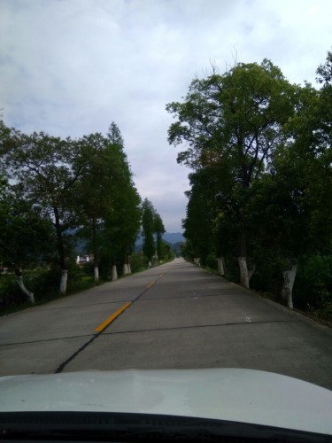 北乡香樟森林公园旅行图片