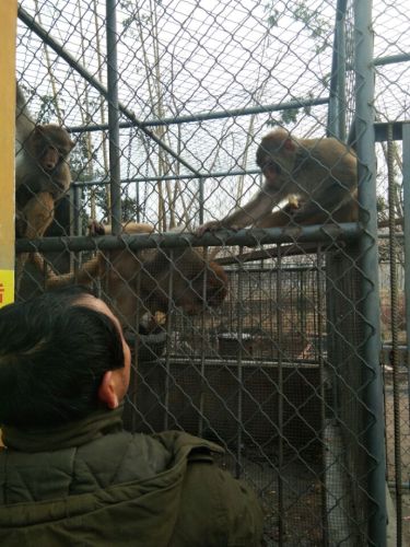 猴园旅行图片
