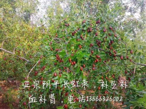 枣园广场旅行图片