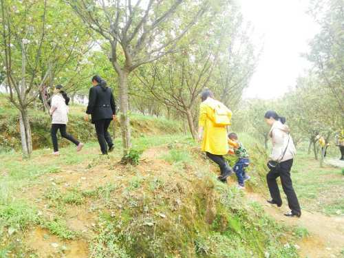 东方新绿洲北塔生态园旅行图片