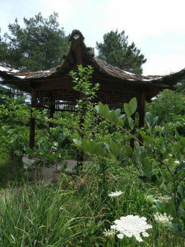 扬州西郊森林公园旅行图片