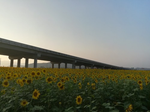 岫岩湿地生态农业园旅行图片