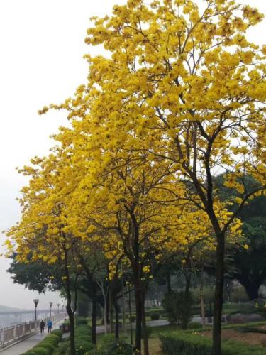 沙头公园旅行图片