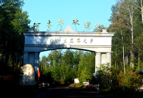 阿木尔中国野生蓝莓之乡旅行图片