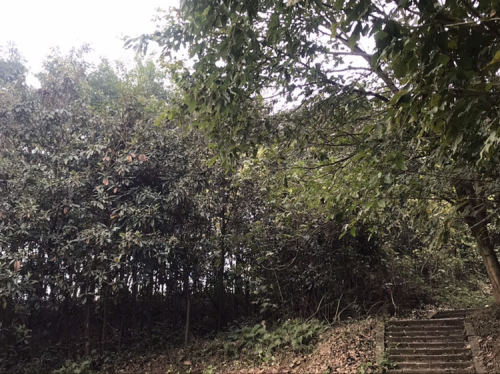 燊海公园旅行图片