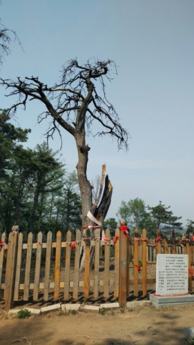 高尔山景区神树旅行图片