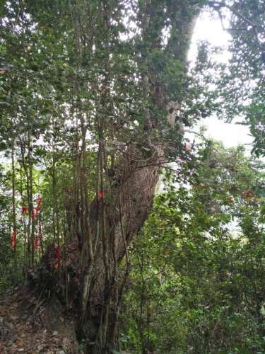 龙州蚬木王旅行图片