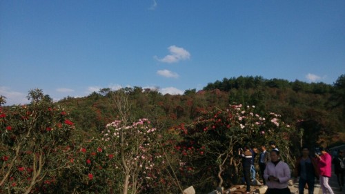 火铺十里杜鹃风景区旅行图片