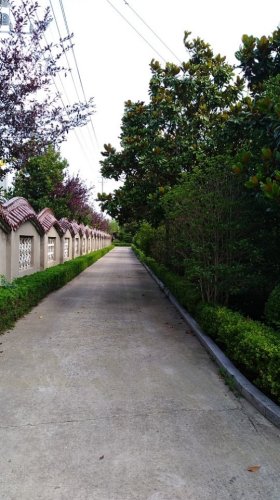 盐城沿海森林公园旅行图片