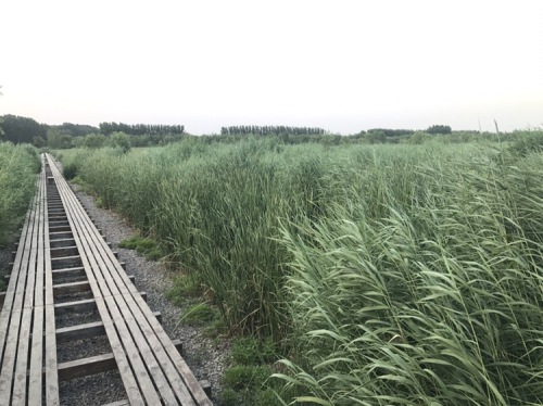 齐河赵牛河人工湿地公园旅行图片