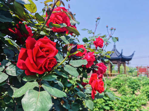 普宁牡丹园旅行图片