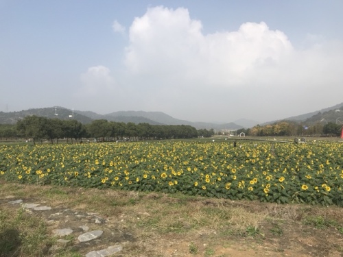 荪湖马鞭草花园旅行图片