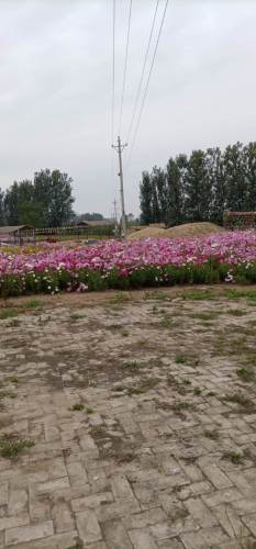花田小镇旅行图片