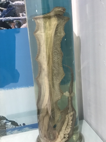 蛇岛老铁山自然博物馆旅行图片