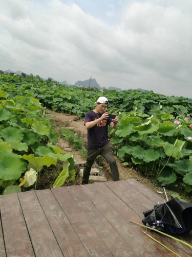 莲藕生态农业观光区旅行图片